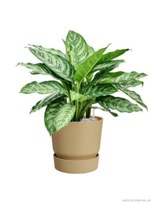 Aglaonema 'Chantal' in Greenville