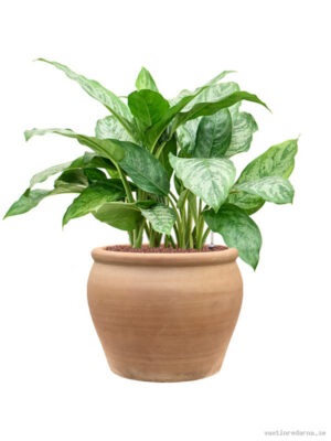 Aglaonema 'Chantal' in Terra Antica