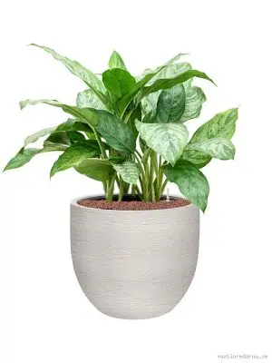 Aglaonema 'Chantal' in Terreno - Vaxtinredarna.se