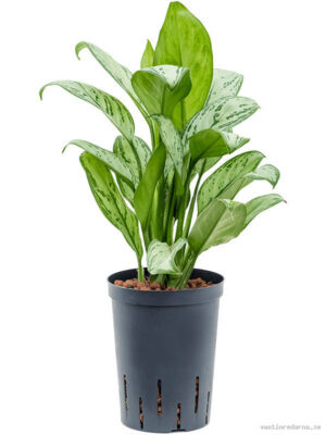 Aglaonema 'Christina'