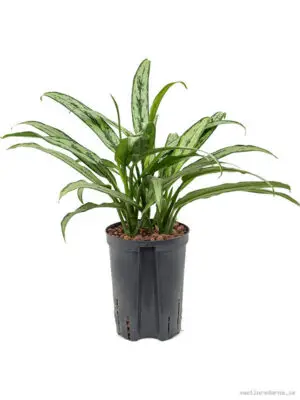 Aglaonema 'Cutlass' - Vaxtinredarna.se