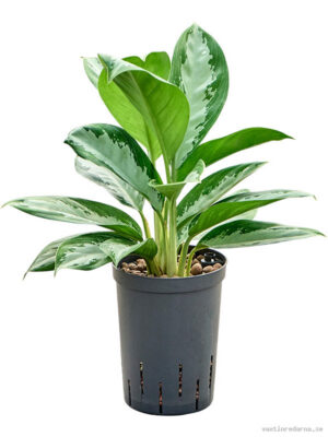 Aglaonema 'Diamond bay'