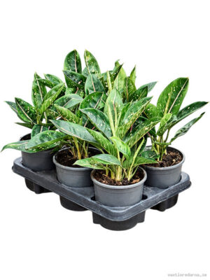 Aglaonema 'Green Star' 6/tray