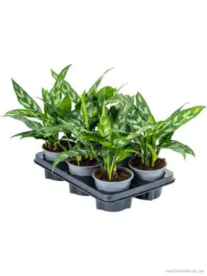 Aglaonema 'Maria' 6/tray - Vaxtinredarna.se