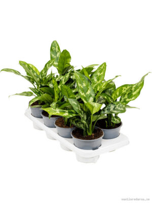 Aglaonema 'Maria' 8/tray - Vaxtinredarna.se