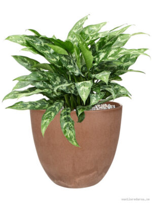 Aglaonema 'Maria' in Artstone - Vaxtinredarna.se