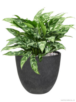 Aglaonema 'Maria' in Artstone - Vaxtinredarna.se