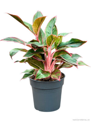 Aglaonema 'Siam Red'