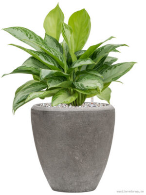 Aglaonema 'Silver Bay' in Baq Polystone Plain