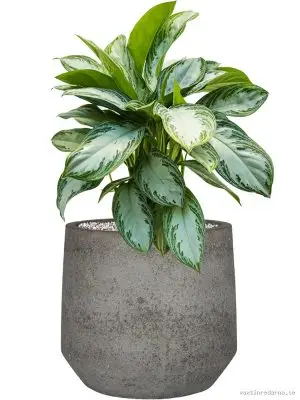 Aglaonema 'Silver Bay' in Cement & Stone - Vaxtinredarna.se