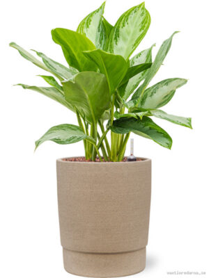 Aglaonema 'Silver Bay' in Chao