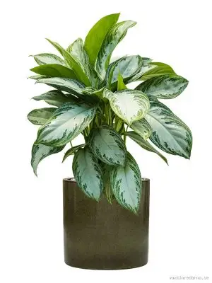 Aglaonema 'Silver Bay' in Cylinder - Vaxtinredarna.se