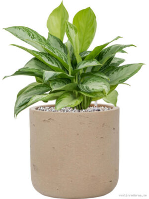 Aglaonema 'Silver Bay' in Rough