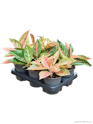 Aglaonema 'Starshine' 6/tray - Vaxtinredarna.se