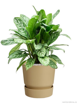 Aglaonema 'Stripes' in Greenville