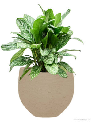 Aglaonema 'Stripes' in Rough