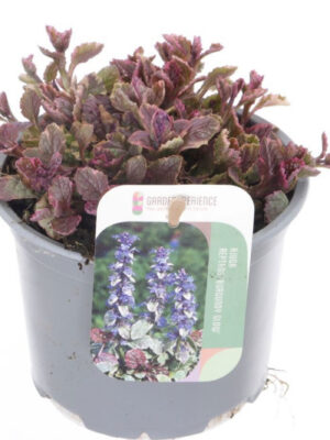 Ajuga reptans 'Burgundy Glow' - Vaxtinredarna.se