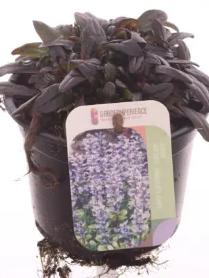 Ajuga reptans 'Chocolate Chips' - Vaxtinredarna.se