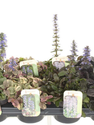 Ajuga reptans mix - Vaxtinredarna.se