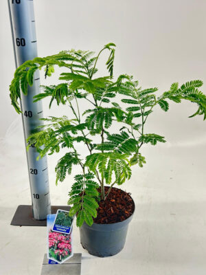 Albizia julibrissin - Vaxtinredarna.se