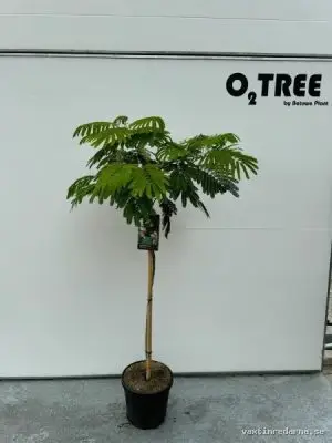 Albizia julibrissin - Vaxtinredarna.se
