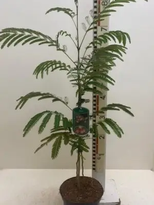 Albizia julibrissin 'rosea' - Vaxtinredarna.se