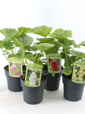 Alcea rosea 'Chater's Double' - Vaxtinredarna.se