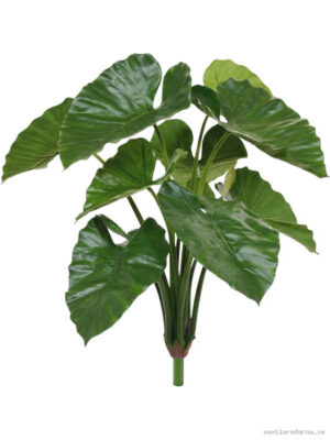 Alocasia