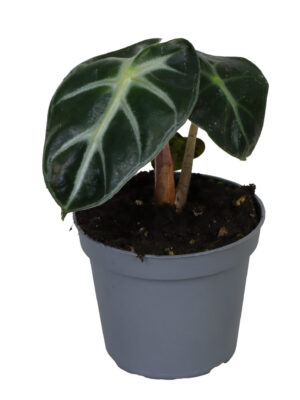 Alocasia Baby Bambino - Vaxtinredarna.se