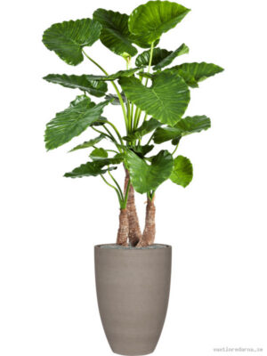 Alocasia calidora in Refined