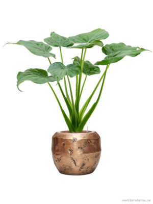 Alocasia cucullata in Baq Opus Raw - Vaxtinredarna.se