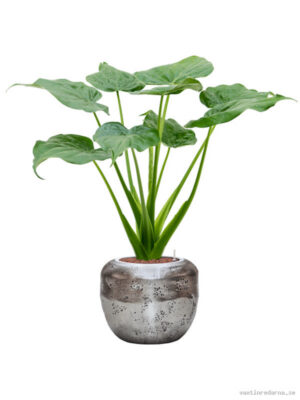 Alocasia cucullata in Baq Opus Raw - Vaxtinredarna.se