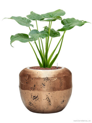 Alocasia cucullata in Baq Opus Raw - Vaxtinredarna.se