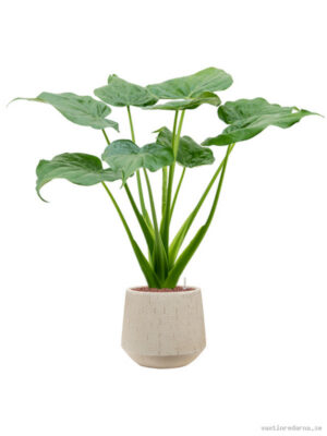 Alocasia cucullata in Baq Raindrop - Vaxtinredarna.se