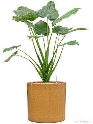 Alocasia cucullata in Cylinder - Vaxtinredarna.se