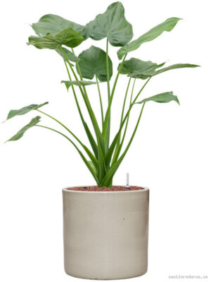 Alocasia cucullata in Cylinder - Vaxtinredarna.se