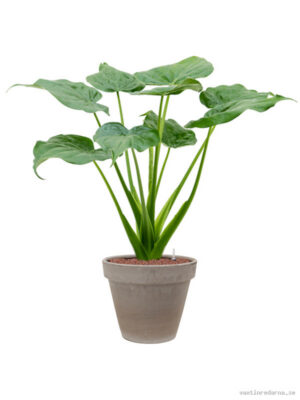 Alocasia cucullata in Terra Cotta - Vaxtinredarna.se
