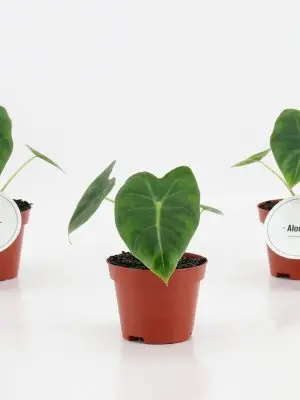 Alocasia Frydek - Vaxtinredarna.se