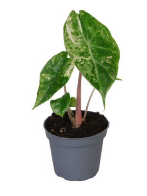 Alocasia Nairobi Nights Variegated - Vaxtinredarna.se