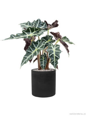 Alocasia 'Polly' in Rough - Vaxtinredarna.se