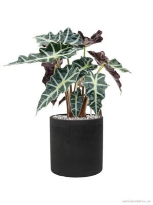 Alocasia 'Polly' in Rough - Vaxtinredarna.se