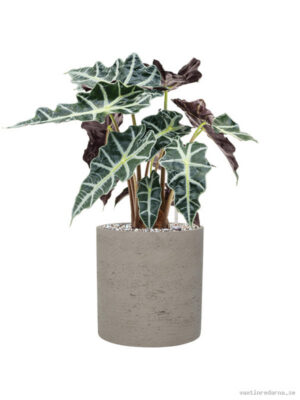 Alocasia 'Polly' in Rough - Vaxtinredarna.se
