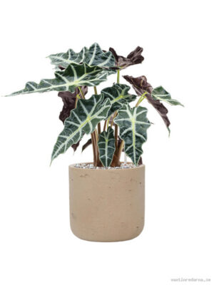 Alocasia 'Polly' in Rough - Vaxtinredarna.se