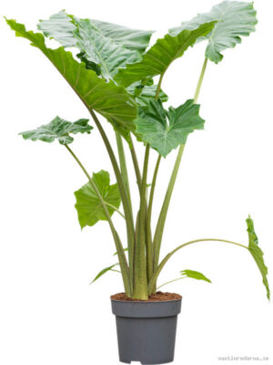 Alocasia 'Portodora' - Vaxtinredarna.se