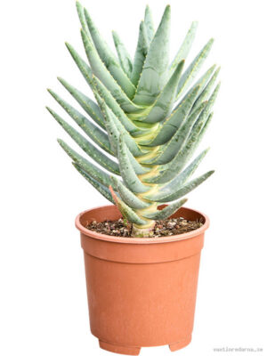 Aloe dichotoma - Vaxtinredarna.se
