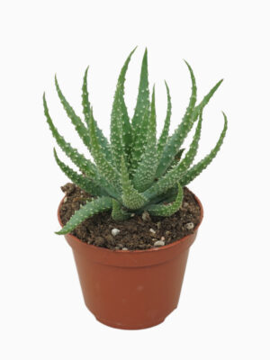 Aloe humilis