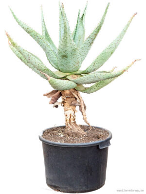 Aloe marlothii