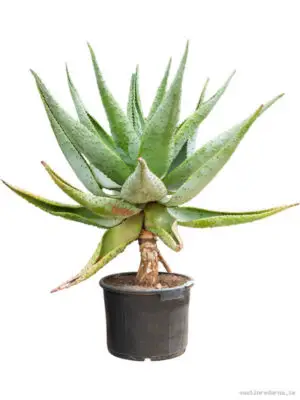 Aloe marlothii - Vaxtinredarna.se