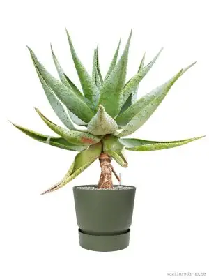Aloe marlothii in Greenville - Vaxtinredarna.se