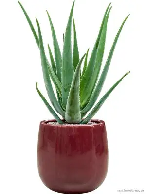Aloe vera barbadensis in Balloon - Vaxtinredarna.se